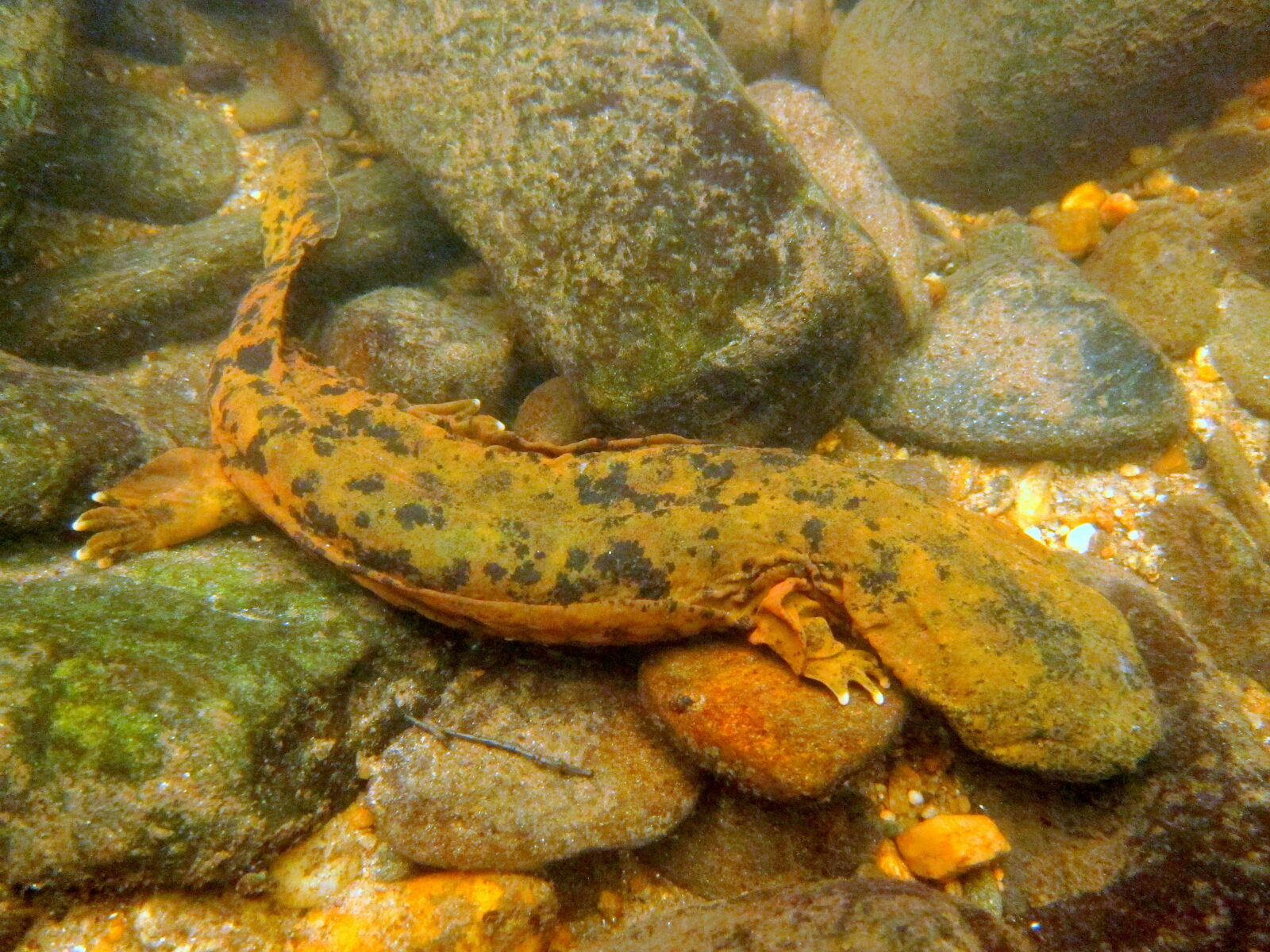 Eastern Hellbender Virginia Dwr