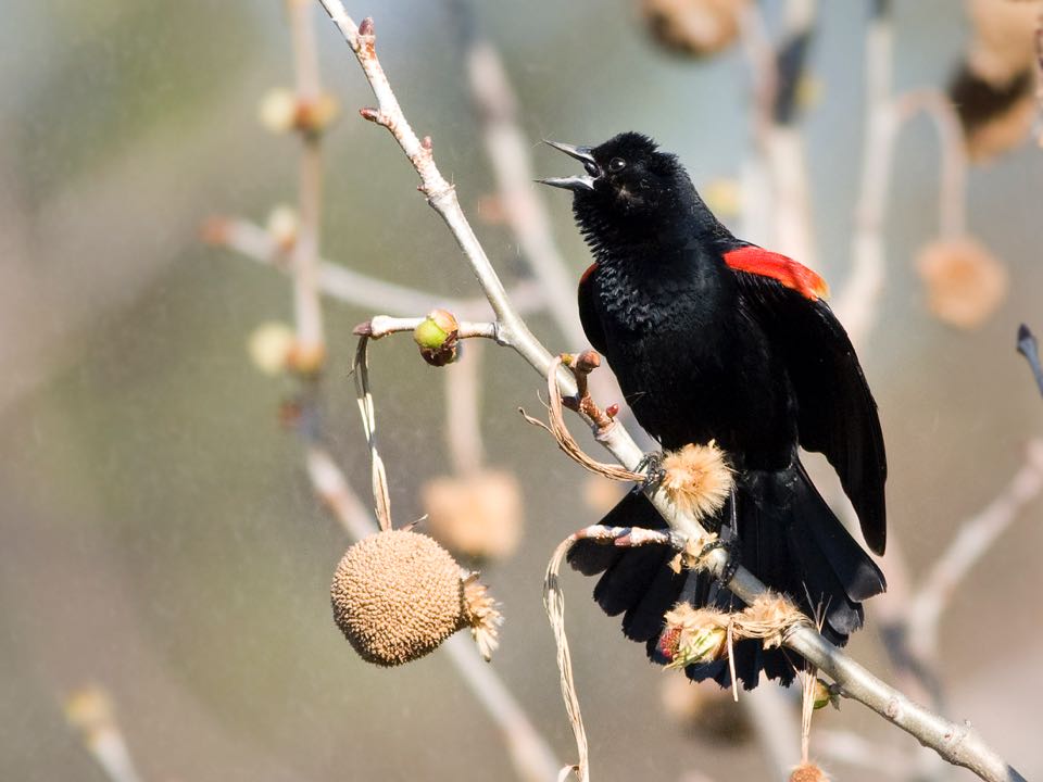 An image of a red winged blackbird on a stick
