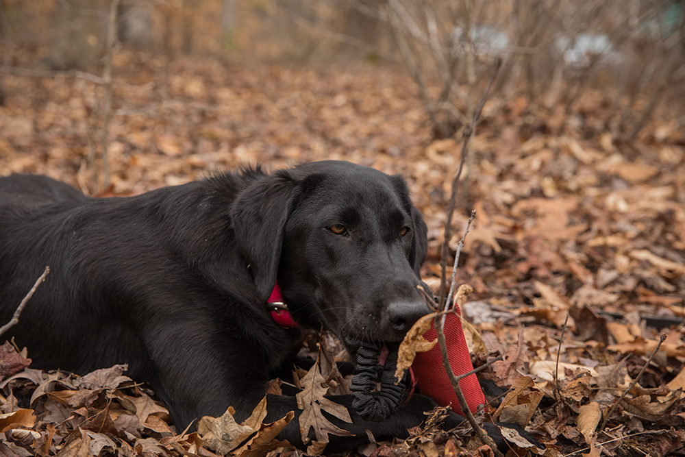 Black lab Grace playing with a red toy after completing her exercise 