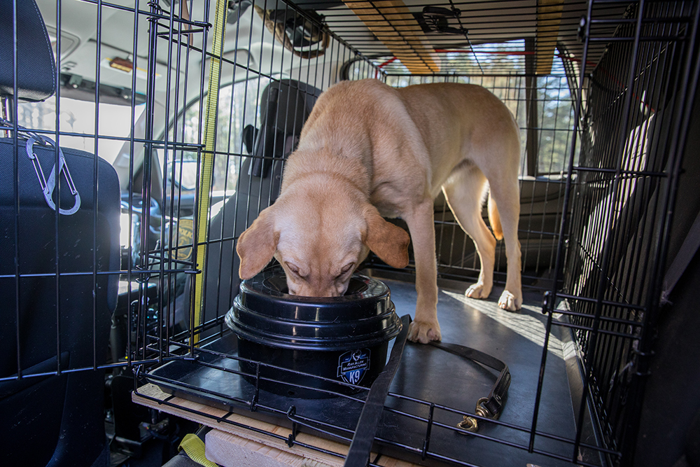 Lili the yellow lab getting a drink in her crate after a training exercise 