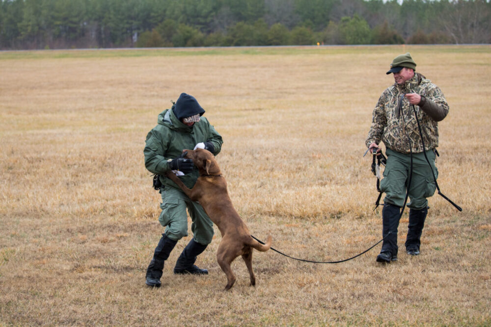 An image of a man playing with a chocolate lab named Reese after a successful training exercise 