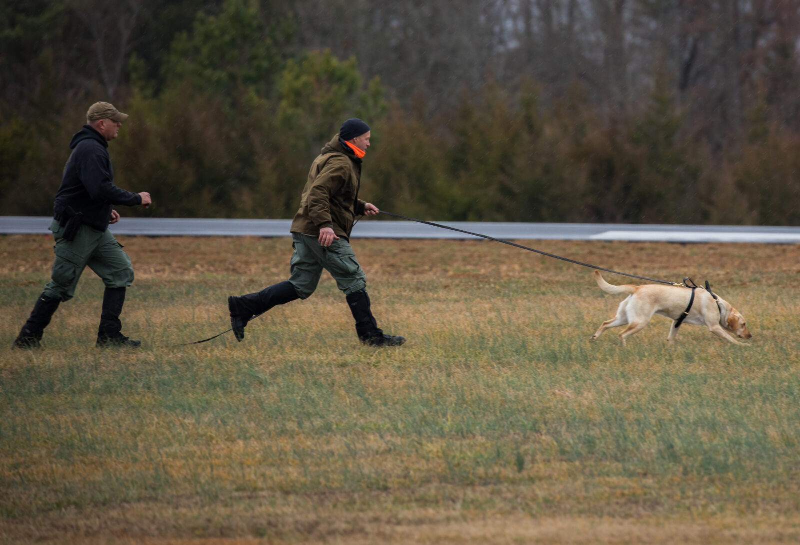 An image of two people running a yellow lab named Lilly through a field on a tracking practice run