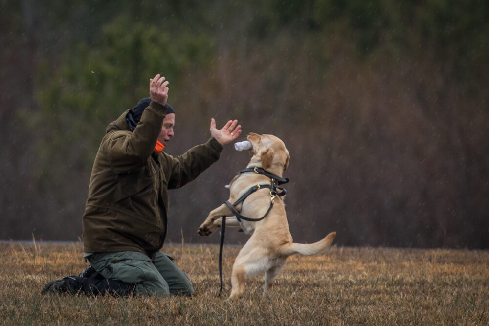 An image of a man playing with Lily the yellow lab after a successful training excercise