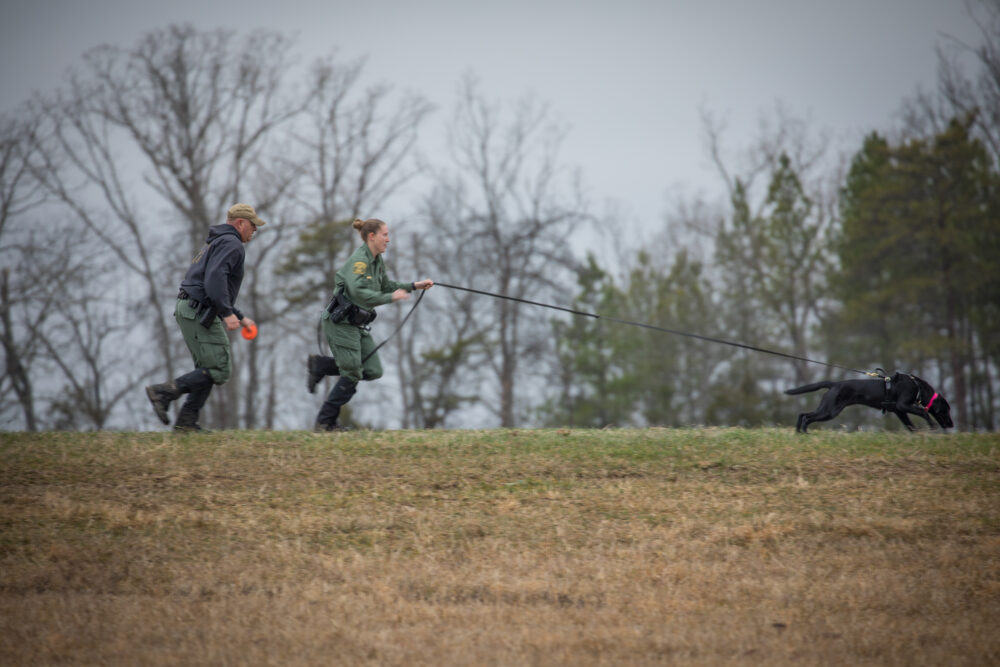 An image of two people running with a black lab named Grace on a training exercise 