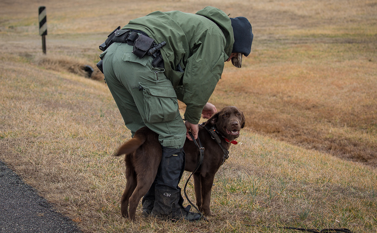 An image of a man placing a chocolate lab named Molly into her tracking harness for an exercise