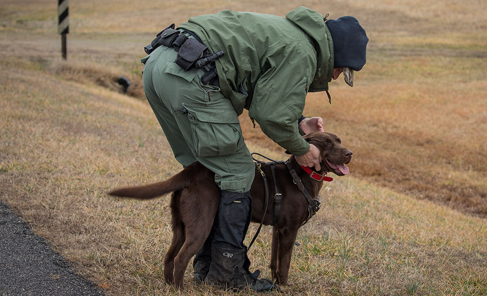 A picture of a chocolate lab Molly having her collar removed after her tracking harness, GPS collar and lead are attached