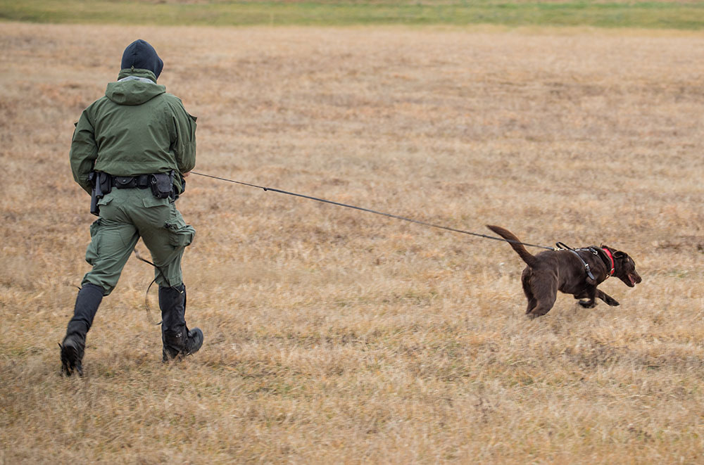 An image of a chocolate lab in a field on a 15 foot lead allowing the dog freedom and the handler control of the canine