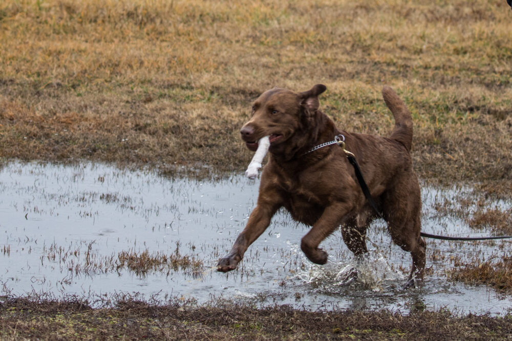 Bruno splashes through a puddle while retrieving.