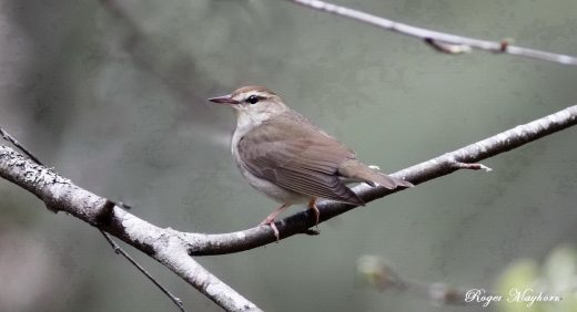 An image of a Swainson's warbler on a branch