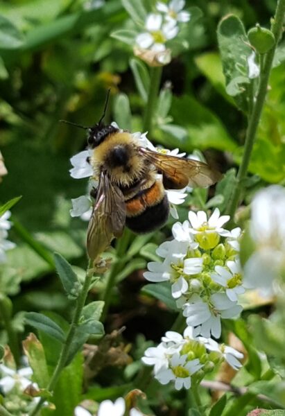 An image of a rusty patched bumble bee atop small white flowers; it is round and fuzzy like a carpenter bee with a distinctive rusty red band on it's abdomen.