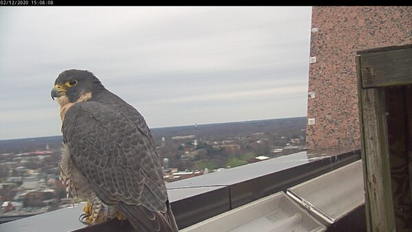 Unbanded female peregrine falcon.