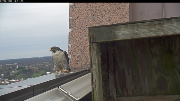 Banded male peregrine falcon.