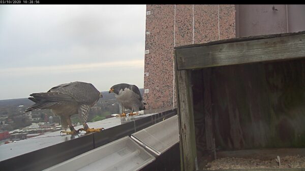 Banded male (right) with new female 95/AK (left) on ledge outside of nesting box