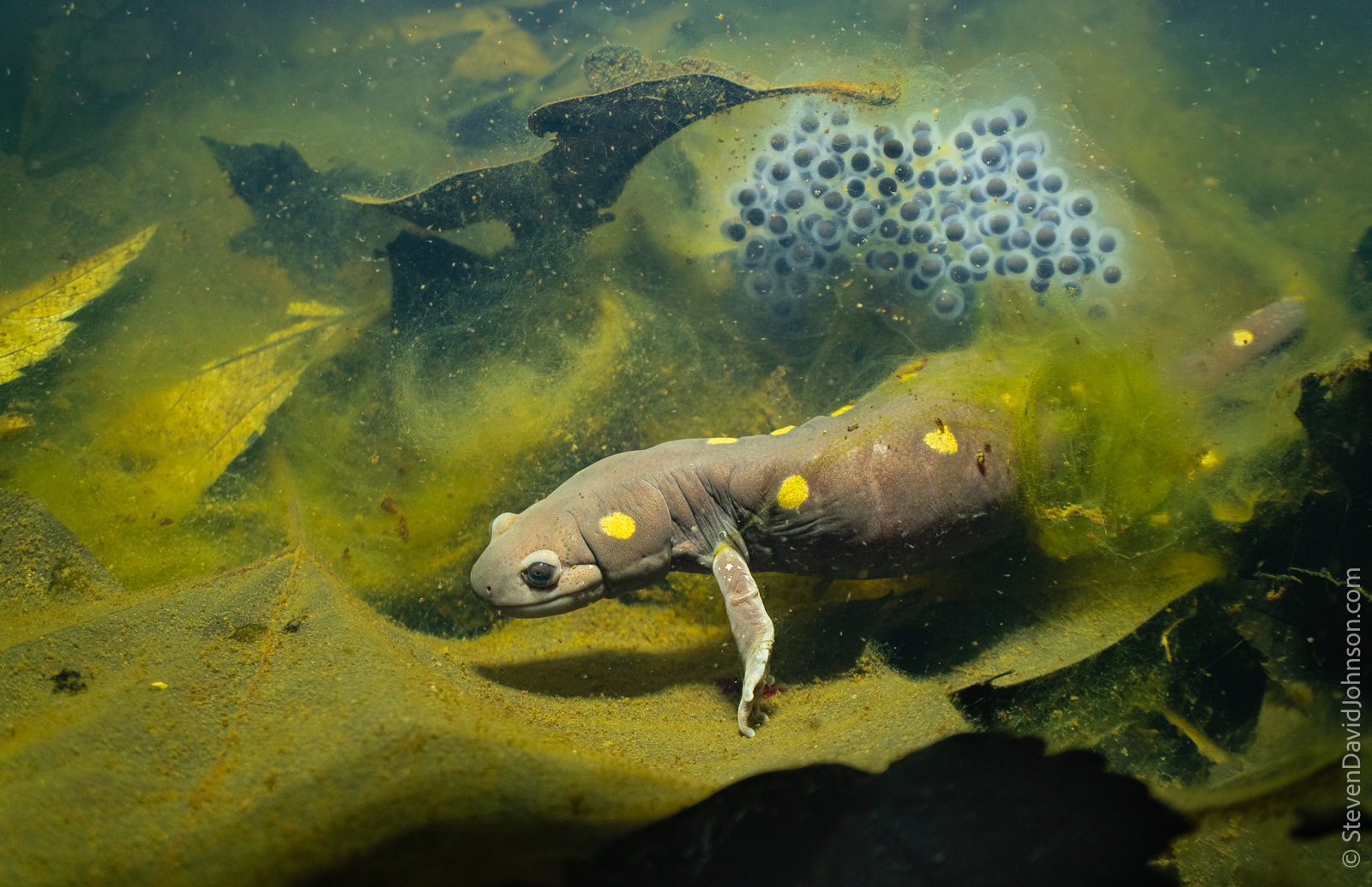 An underwater photo of an adult salamander next to a gelatinous blob amid submerged leaves.