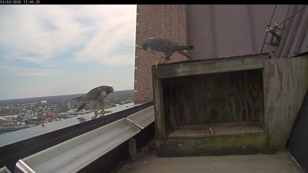 Banded male (left on ledge) and unbanded female (right on top of nest box) peregrine falcons.