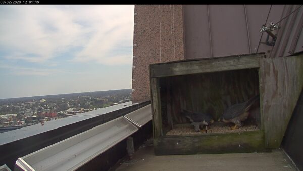 Male (left) and female (right) in courtship at the nest box; bowing to each other