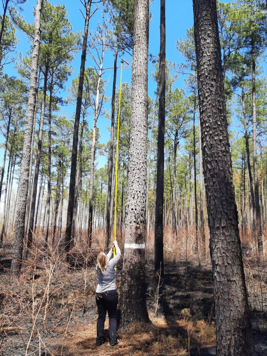 An image of a DWR employee using a camera to take a picture of the red cockaded woodpecker nest at Big Woods WMA
