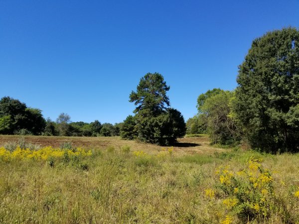 An image of a meadow with sparse trees; an ideal habitat for the loggerhead shrike