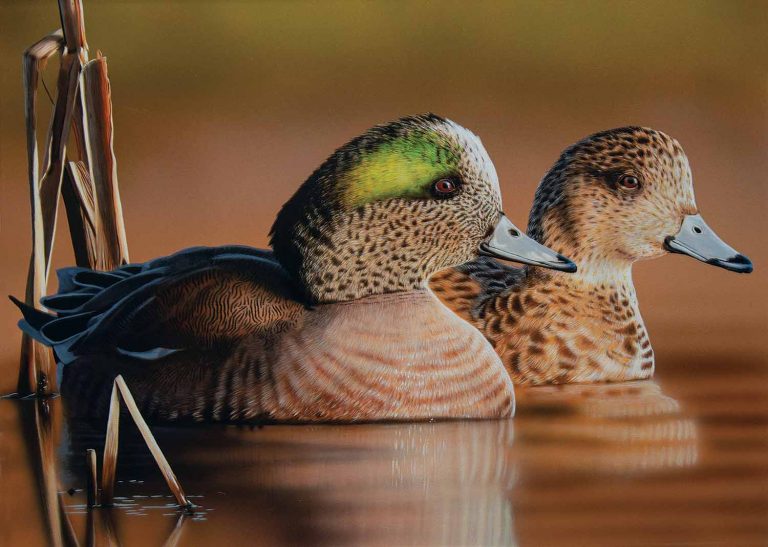 Virginia Migratory Waterfowl Conservation Stamp Virginia DWR