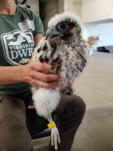 Fluffy brown and white peregrine falcon chick being held by DWR staff member with newly applied yellow tape