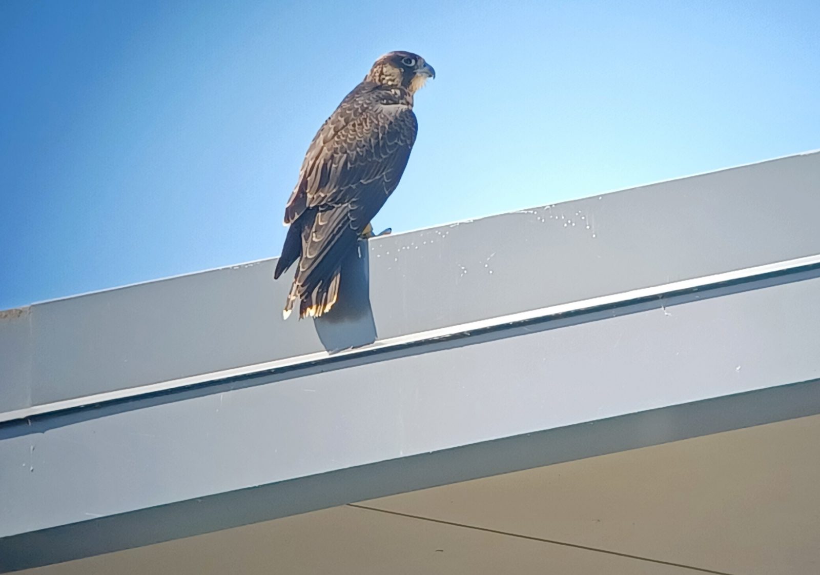 An image of a falcon named Yellow perched on the roof of a building