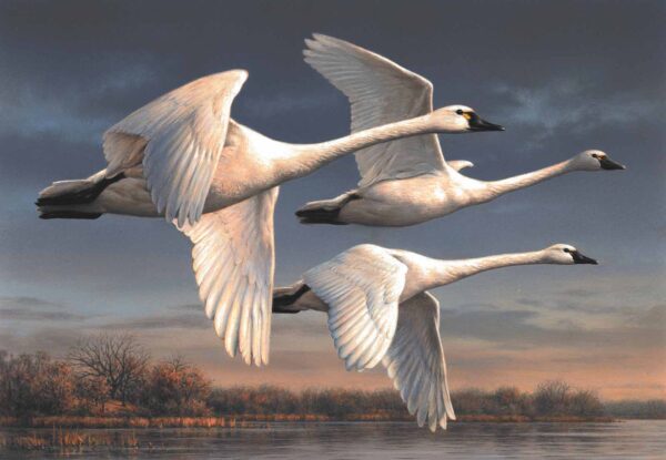 An illustration of three white birds flying in formation