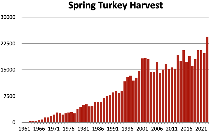 A bar graph of spring turkey harvest numbers, showing a generally increasing harvest over time.