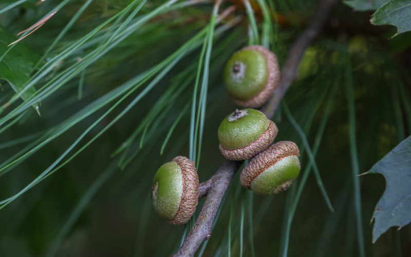 A 'mast year' for acorns - Columbia Journalism Review