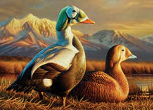 An image of the 2025–2026 Federal Duck Stamp