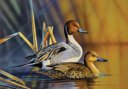 An image of the 2025–2026 Virginia Waterfowl Stamp artwork