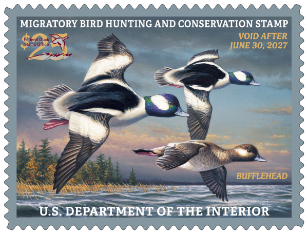 The 2026–2027 federal Migratory Bird Hunting and Conservation Stamp, featuring artwork of three buffleheads in flight