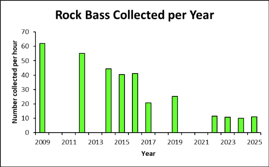 Bar chart of rock bass collected per year on the Clinch River.
