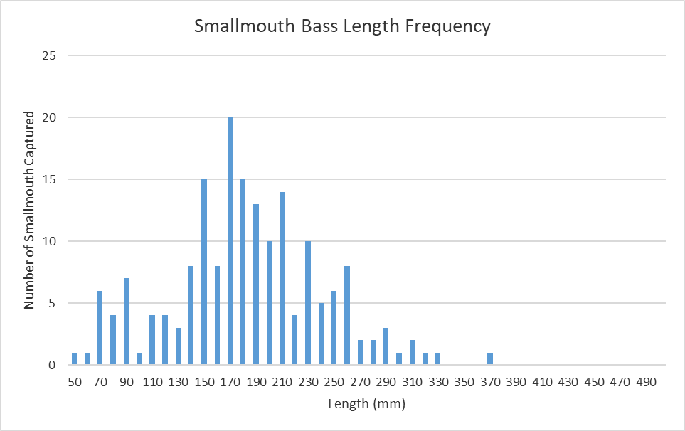 Length-frequency bar chart for Cowpasture River smallmouth bass.