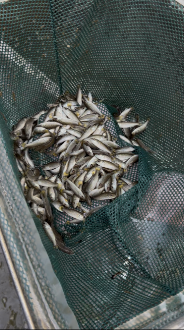 Small fingerling fish collected in a net.