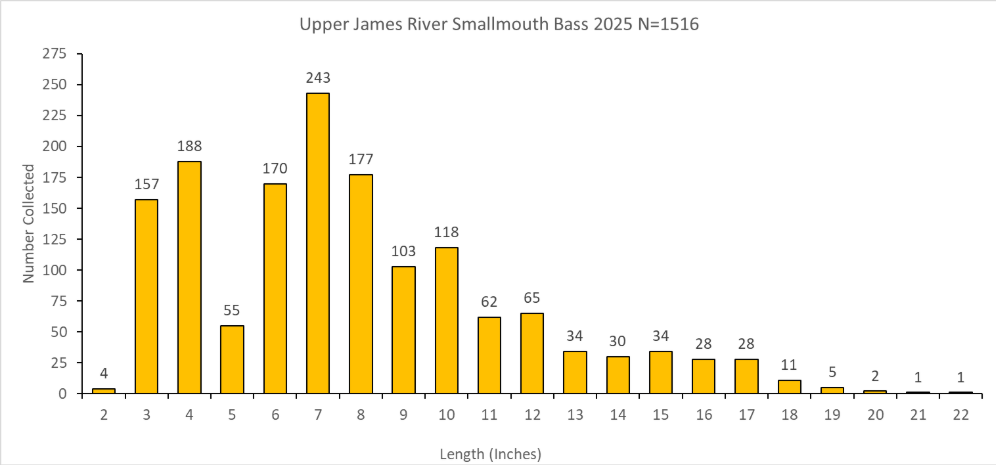 Length-frequency bar chart for Upper James River smallmouth bass collected in 2025.