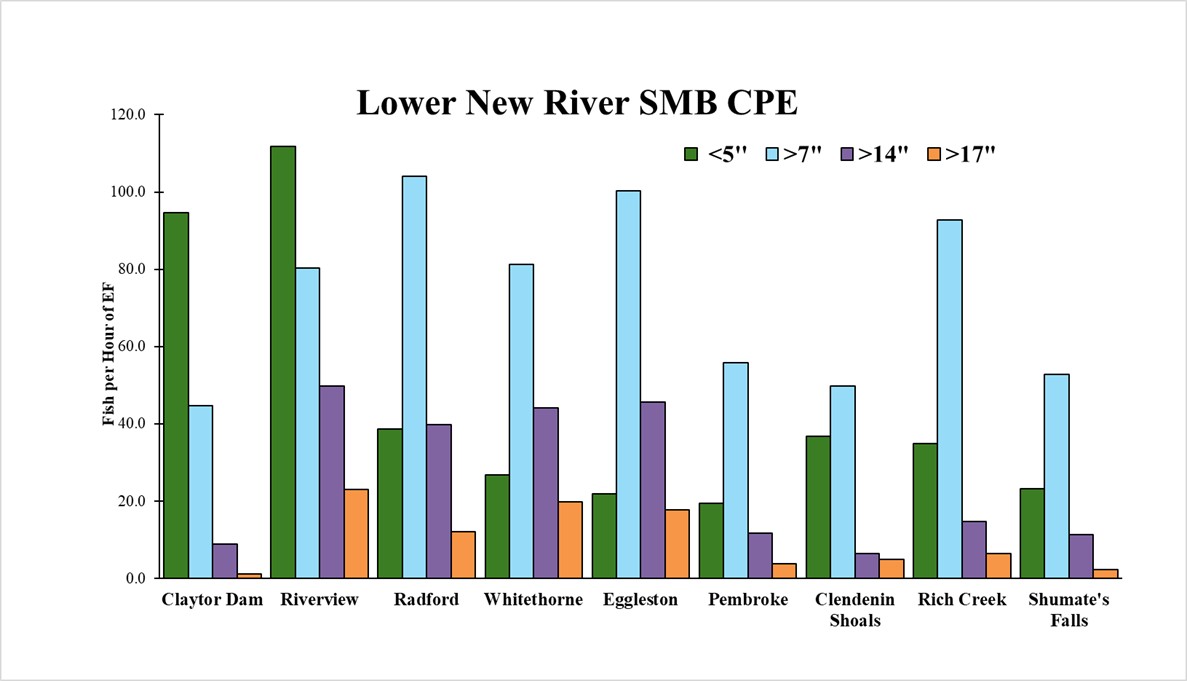 Bar chart of fall 2025 Lower New River smallmouth bass catch rates by river section and size class.
