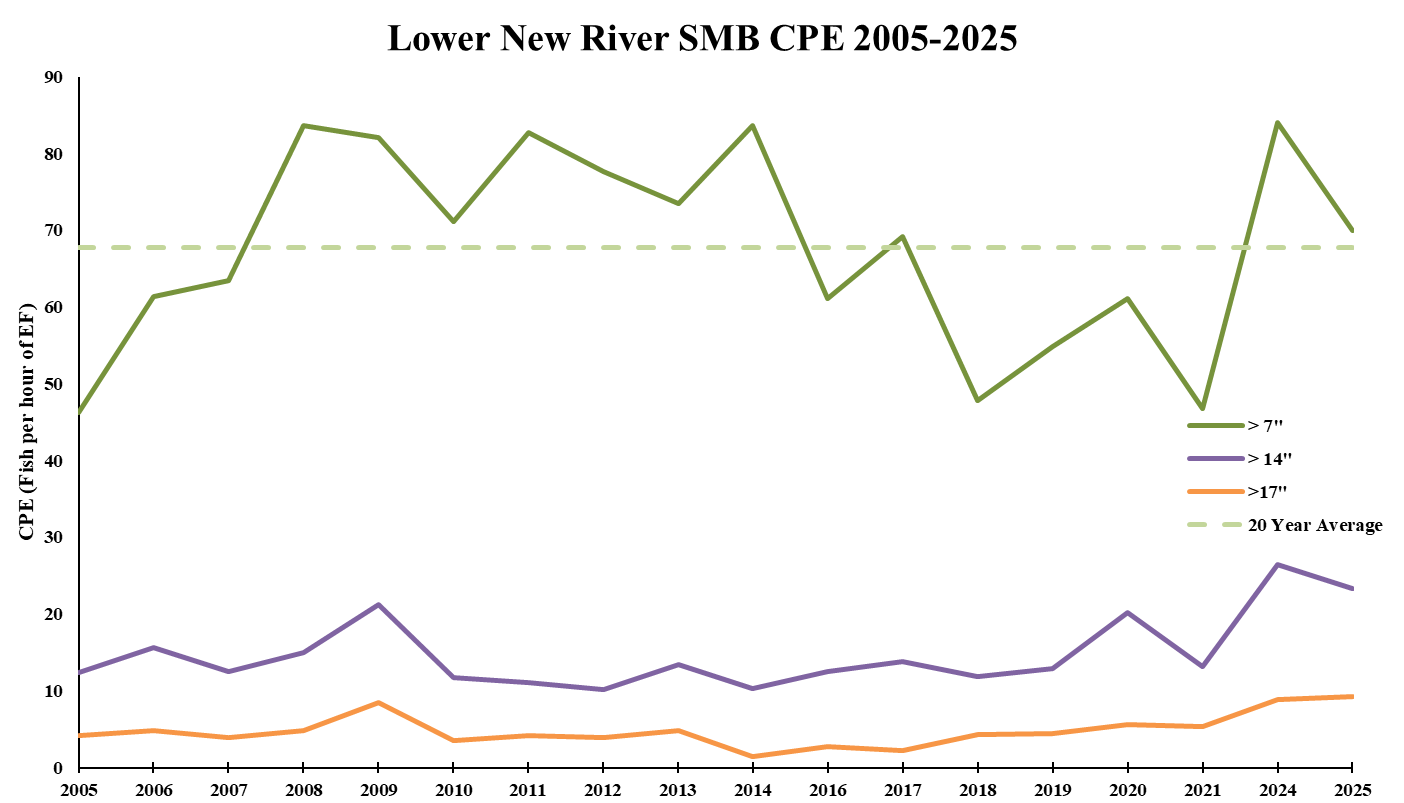 Line chart of Lower New River smallmouth bass catch rates by size class from 2005 through 2025.