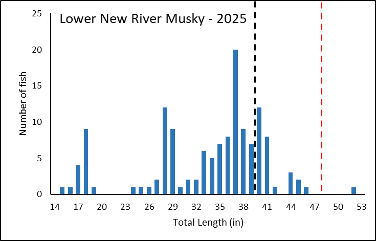 Length-frequency bar chart for musky sampled in the Lower New River in 2025.