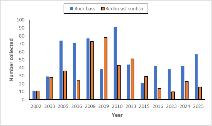 Bar chart comparing rock bass and redbreast sunfish collected by year on the North Fork Holston River.