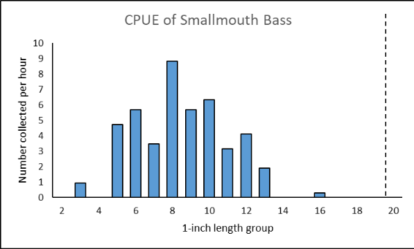 Bar chart of Powell River smallmouth bass catch per unit effort by one-inch length group.