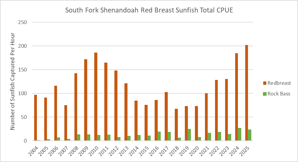 Bar chart of South Fork Shenandoah River redbreast sunfish and rock bass total catch per unit effort by year.