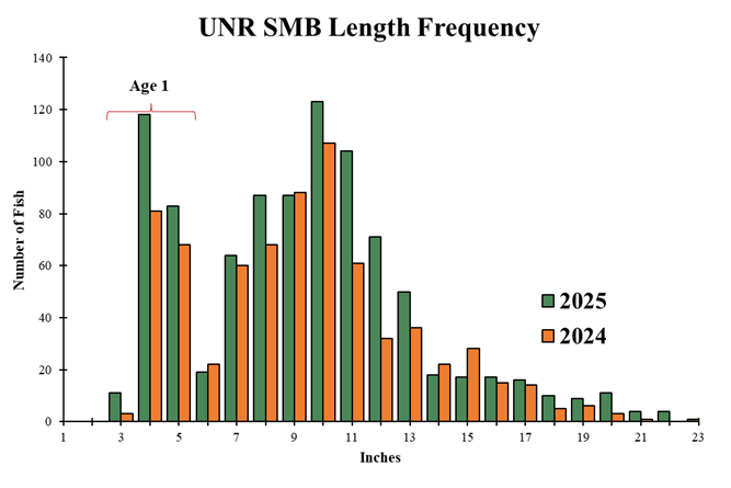 Length-frequency bar chart comparing Upper New River smallmouth bass collected in 2024 and 2025.