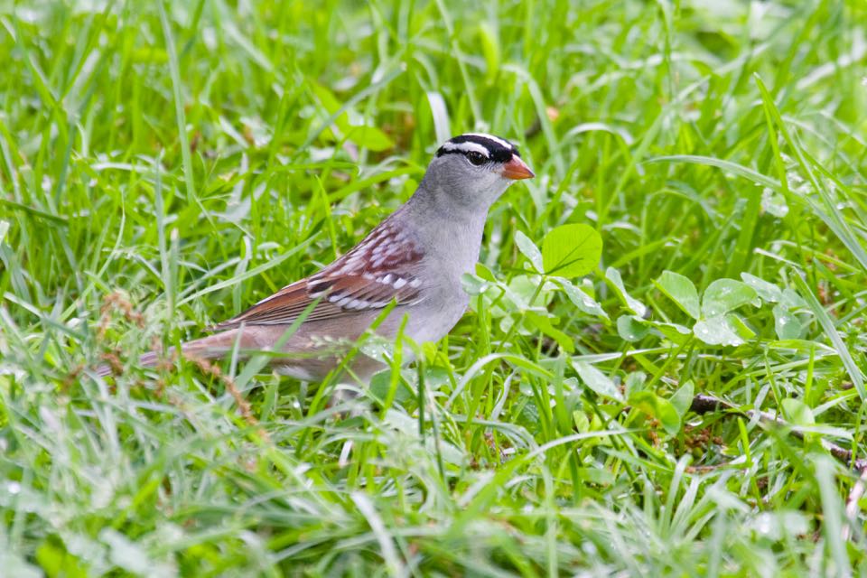 An image of a white crowned sparrow in the grass; this bird is grey with brown wings and a black and white cap