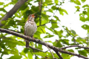 An image of a wood thrush in a tree