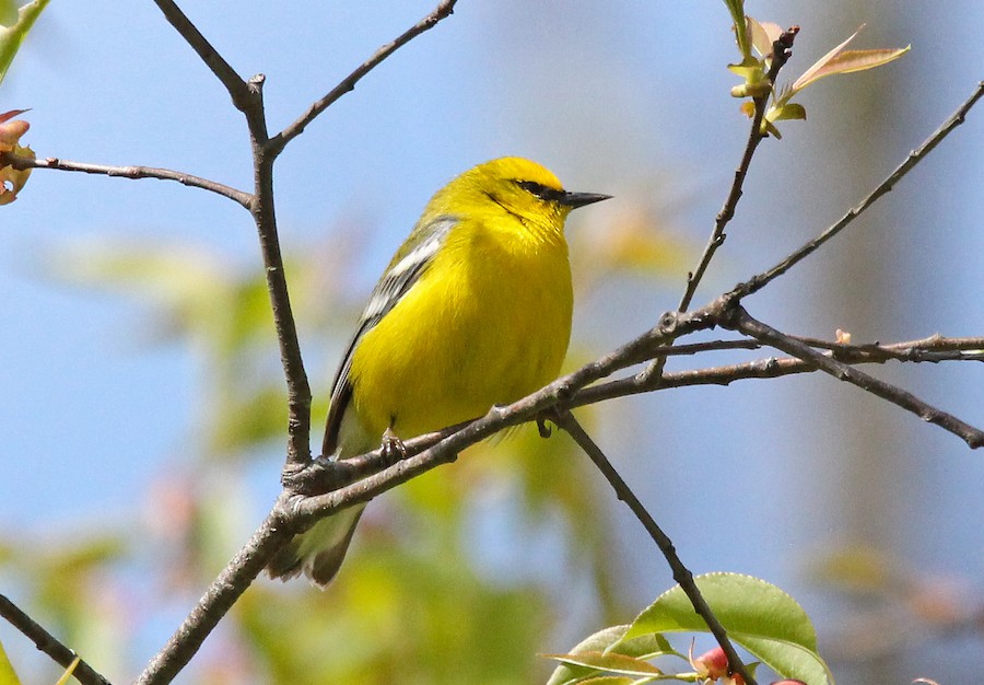 A blue winged warbler in a tree