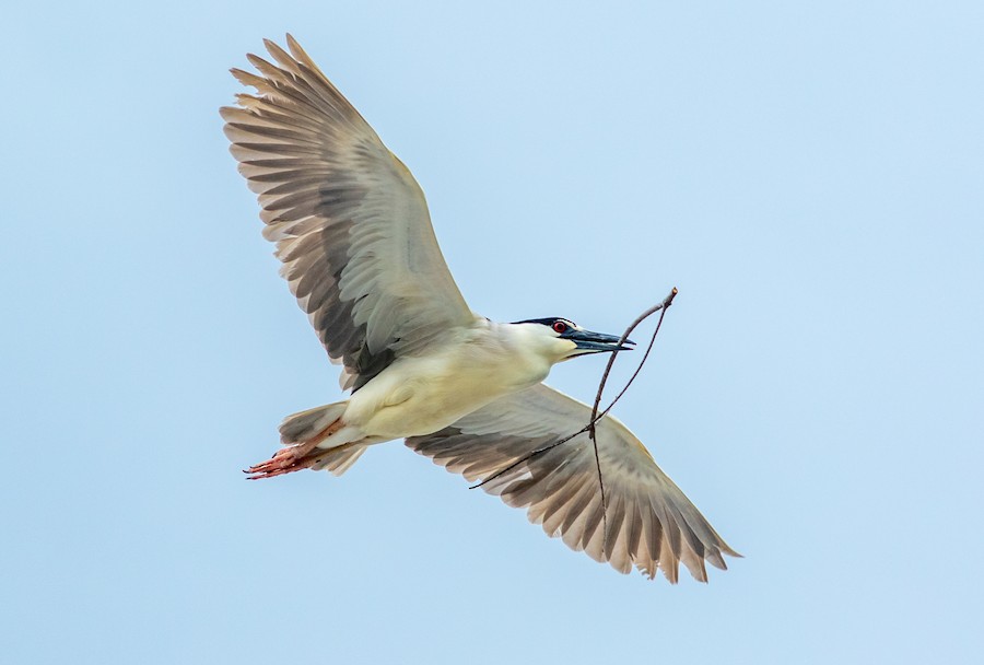  Black-crowned Night-Heron holding a stick
