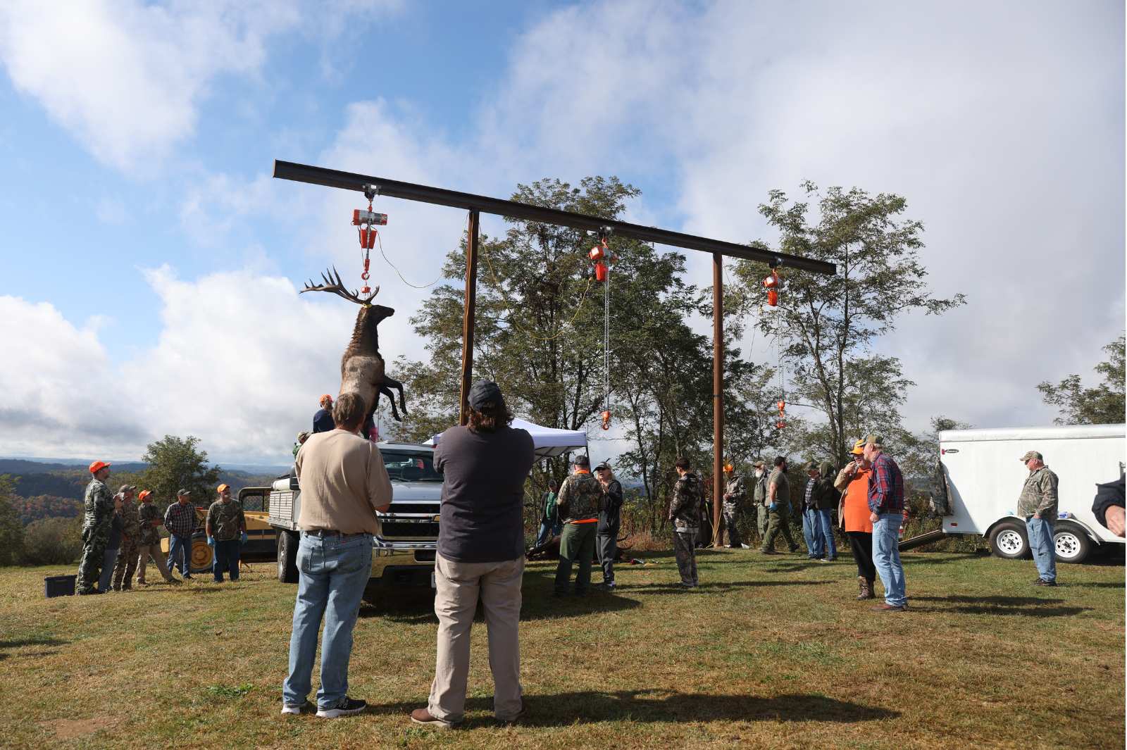 A group of people look on as a massive bull elk is suspended from a weighing device.