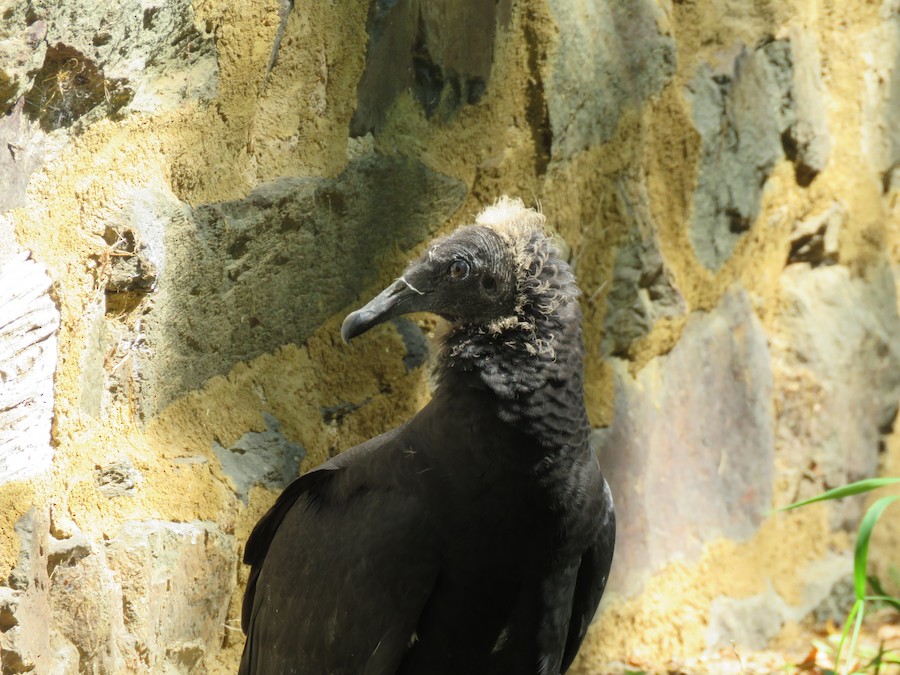 An image of a black vulture