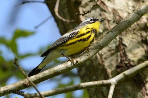 An image of a magnolia warbler on a branch