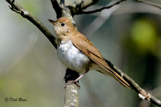 An image of a veery on a branch
